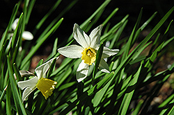 Jack Snipe Daffodil (Narcissus 'Jack Snipe') at GardenWorks