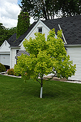 Princeton Gold Maple (Acer platanoides 'Princeton Gold') at GardenWorks