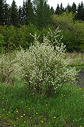 Honeywood Saskatoon (Amelanchier alnifolia 'Honeywood') at GardenWorks