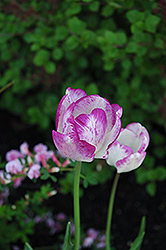 Shirley Tulip (Tulipa 'Shirley') at GardenWorks