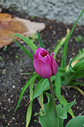 Nigrella Tulip (Tulipa 'Nigrella') at GardenWorks