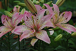 Pixie Lily (Lilium 'Pixie') at GardenWorks