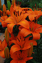 Orange Pixie Lily (Lilium 'Orange Pixie') at GardenWorks