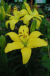 Yellow Pixie Lily (Lilium 'Yellow Pixie') at GardenWorks