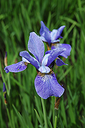 China Blue Siberian Iris (Iris sibirica 'China Blue') at GardenWorks