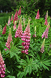 Russell Red Lupine (Lupinus 'Russell Red') at GardenWorks
