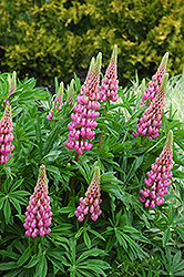 Russell Pink Lupine (Lupinus 'Russell Pink') at GardenWorks