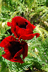 Brilliant Poppy (Papaver orientale 'Brilliant') at GardenWorks
