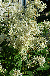 White Fleeceflower (Persicaria polymorpha) at GardenWorks