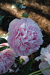 Shirley Temple Peony (Paeonia 'Shirley Temple') at GardenWorks