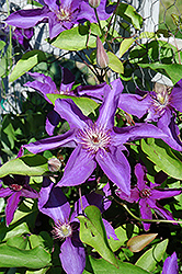 Lady Betty Balfour Clematis (Clematis 'Lady Betty Balfour') at GardenWorks