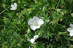 White Cranesbill (Geranium sanguineum 'Album') at GardenWorks