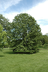 Northern Pin Oak (Quercus ellipsoidalis) at GardenWorks
