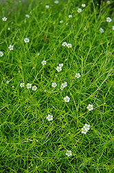 Scotch Moss (Sagina subulata 'Aurea') at GardenWorks
