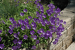 Blue Clips Bellflower (Campanula carpatica 'Blue Clips') at GardenWorks