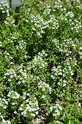 White Moss Thyme (Thymus praecox 'Albus') at GardenWorks