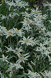 Alpine Edelweiss (Leontopodium alpinum) at GardenWorks