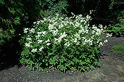 Dropwort (Filipendula vulgaris) at GardenWorks
