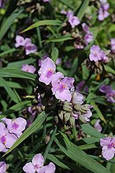 Perrine's Pink Spiderwort (Tradescantia x andersoniana 'Perrine's Pink') at GardenWorks