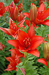 Iberflora Lily (Lilium 'Iberflora') at GardenWorks