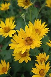 Hohlspiegel False Sunflower (Heliopsis helianthoides 'Hohlspiegel') at GardenWorks