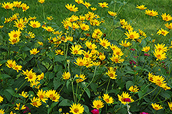 Hohlspiegel False Sunflower (Heliopsis helianthoides 'Hohlspiegel') at GardenWorks