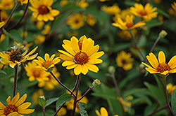 Prairie Sunset False Sunflower (Heliopsis helianthoides 'Prairie Sunset') at GardenWorks