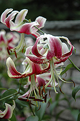 Scheherezade Lily (Lilium 'Scheherezade') at GardenWorks