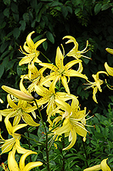 Yellow Star Lily (Lilium 'Yellow Star') at GardenWorks