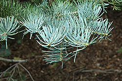 White Fir (Abies concolor) at GardenWorks