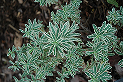 First Blush Spurge (Euphorbia polychroma 'First Blush') at GardenWorks