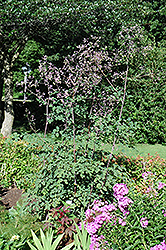 Rochebrun Meadow Rue (Thalictrum rochebrunianum) at GardenWorks