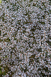German Statice (Goniolimon tataricum) at GardenWorks