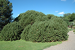 Compact Mugo Pine (Pinus mugo 'var. mughus') at GardenWorks