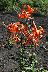 Tiger Lily (Lilium lancifolium) at GardenWorks