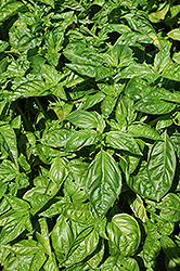 Sweet Basil (Ocimum basilicum) at GardenWorks
