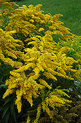 Crown Of Rays Goldenrod (Solidago 'Crown Of Rays') at GardenWorks