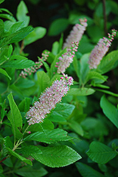 Pink Spires Summersweet (Clethra alnifolia 'Pink Spires') at GardenWorks