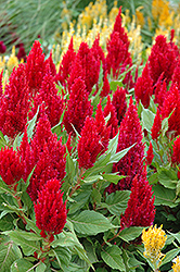 Fresh Look Red Celosia (Celosia 'Fresh Look Red') at GardenWorks