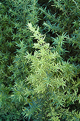 Oriental Limelight Artemesia (Artemisia vulgaris 'Oriental Limelight') at GardenWorks