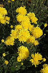 Suncatcher Chrysanthemum (Chrysanthemum 'Suncatcher') at GardenWorks