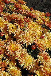 Tiger Tail Chrysanthemum (Chrysanthemum 'Tiger Tail') at GardenWorks