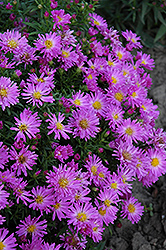 Purple Beauty Aster (Aster novae-angliae 'Purple Beauty') at GardenWorks