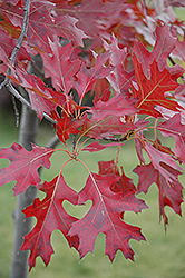 Northern Pin Oak (Quercus ellipsoidalis) at GardenWorks