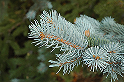 Blue Colorado Spruce (Picea pungens 'var. glauca') at GardenWorks