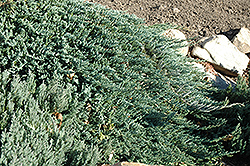 Blue Prince Juniper (Juniperus horizontalis 'Blue Prince') at GardenWorks