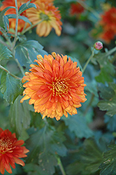 Autumn Fire Chrysanthemum (Chrysanthemum 'Autumn Fire') at GardenWorks