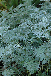Lambrook Silver Artemesia (Artemisia absinthium 'Lambrook Silver') at GardenWorks