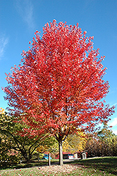 Autumn Blaze Maple (Acer x freemanii 'Jeffersred') at GardenWorks