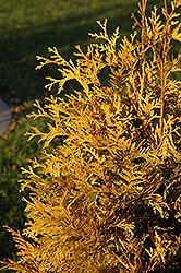 Yellow Ribbon Arborvitae (Thuja occidentalis 'Yellow Ribbon') at GardenWorks